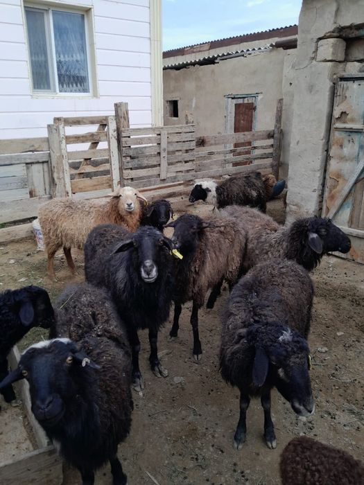 қойлар сатылады буаз,қозылы