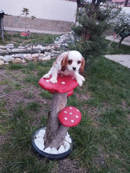 Кавалер Кинг Чарлз Шпаньол.