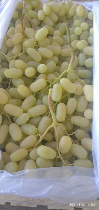 Продается саженцы винограда