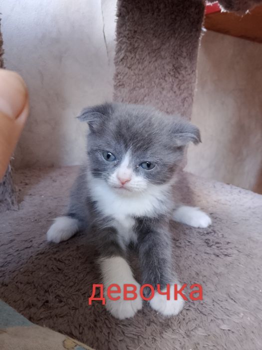 Продаютс породистые котята