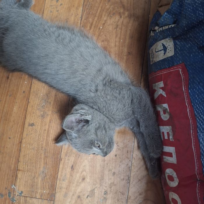 Отдам котят в добрые руки