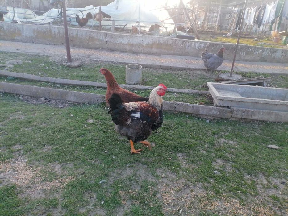 Катунски петли за продан