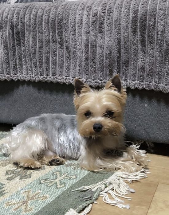 Будулай, опытный, молодой жених