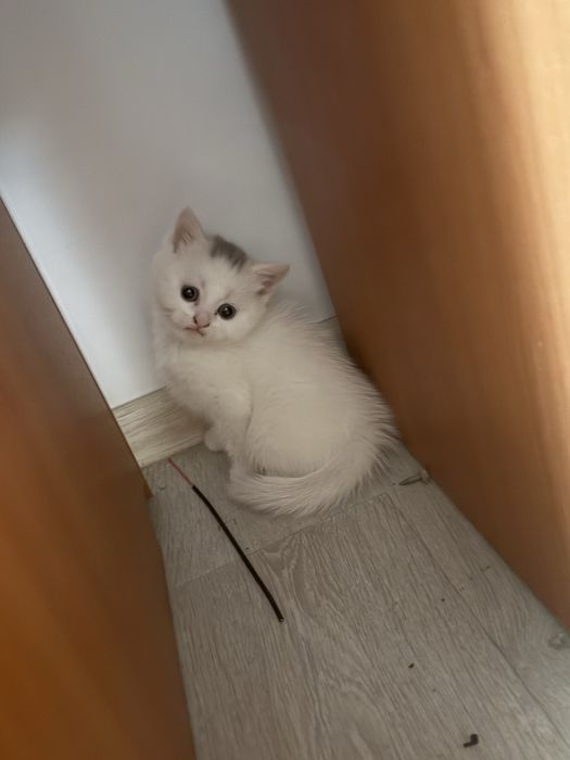 Шотландские красавцы