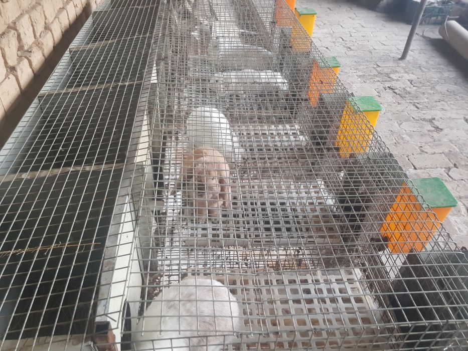 Karlik baran sotiladi