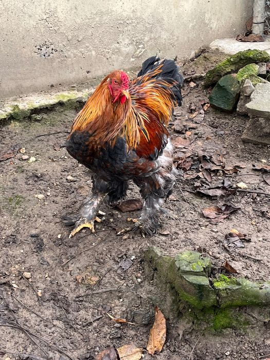 Pereche găini brahma