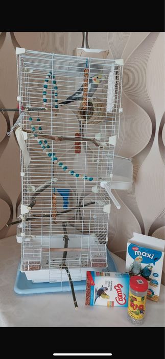 Корелла попугайчик ТОРГ