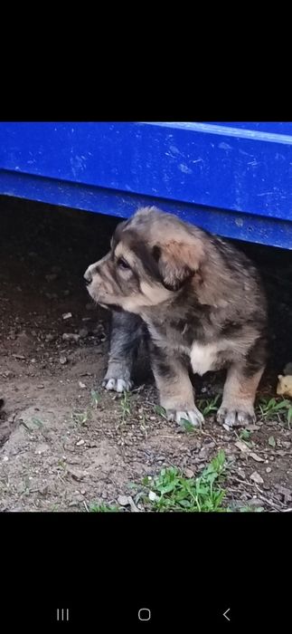 Отдадим щенят в добрые руки!!!