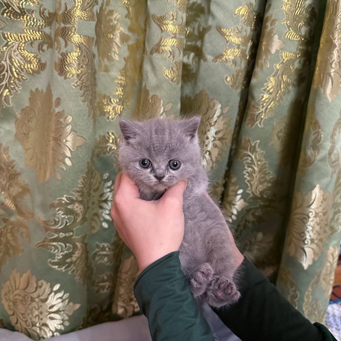 British Shorthair
