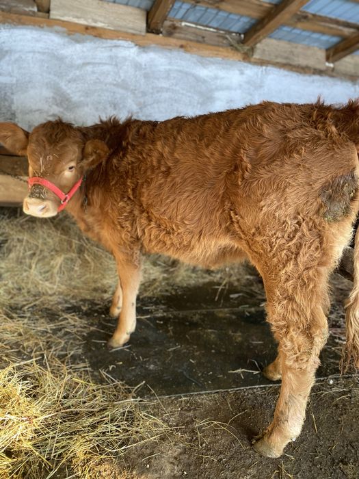 De vanzare vaca cu vitea angus gestanta !