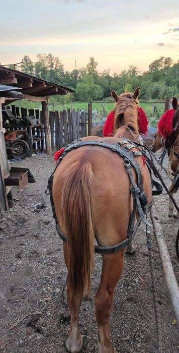 Vând sau schimb o iapa si o cârlană