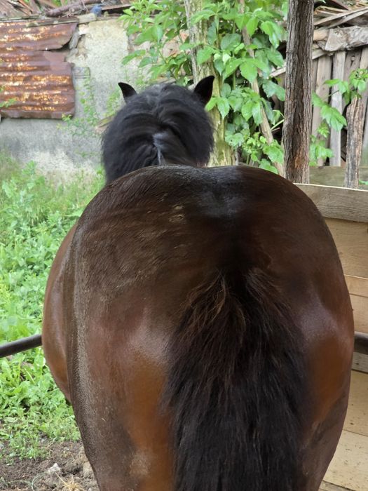 Armăsar 3 ani de vânzare