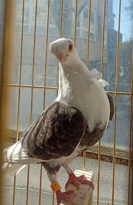 Гълъбица Едногодишна кабачка