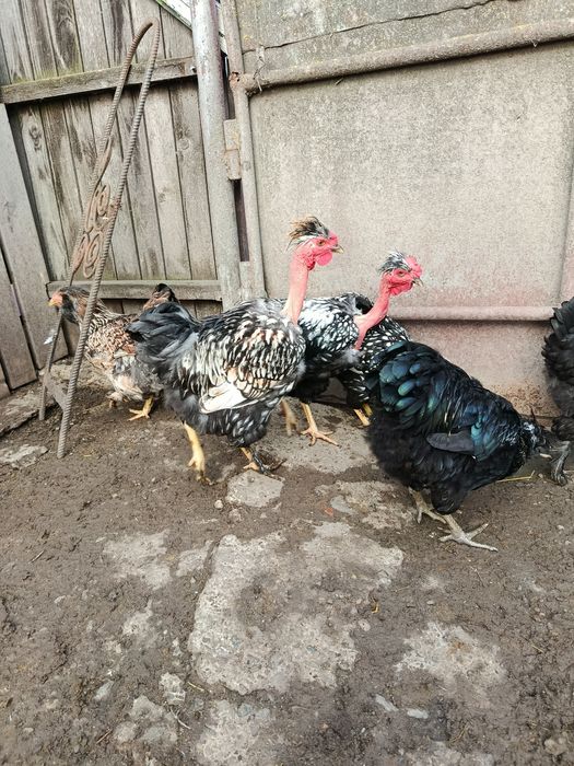 Oua pt incubat de la găini moțate ,golașe