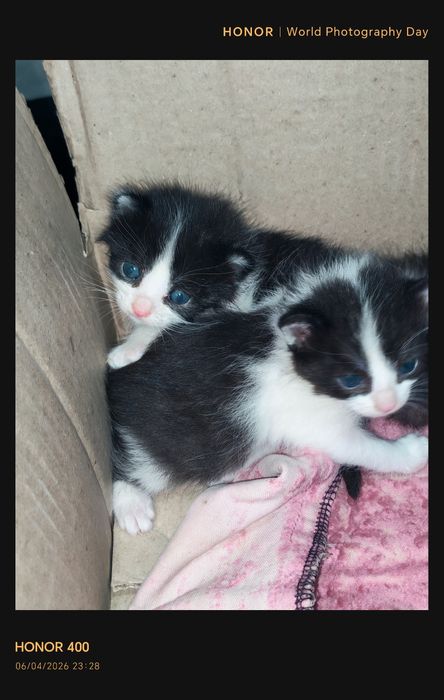 Мушук koshki tekinga bervoraman