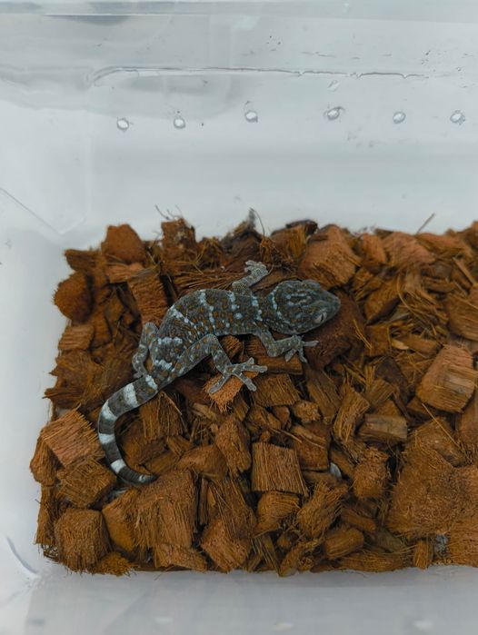 Гекон Токи / Gekko Gecko