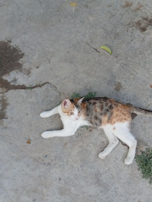 Отдам в добрые ручки кошечки