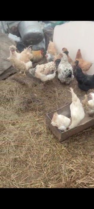 Куры домашние птицы