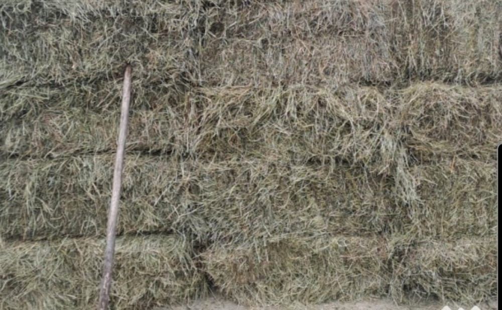 Vând baloți de otavă 23 lei bucata