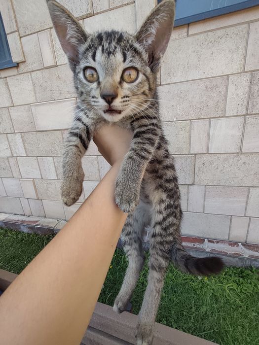 Черна Белая Кошка