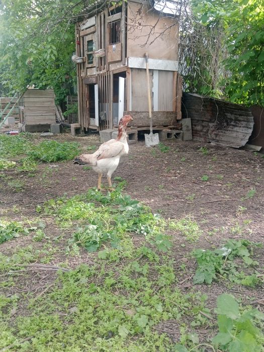 Продам дакан курица
