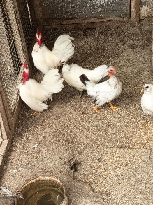 vand pui din diferite rase de gaini pitice