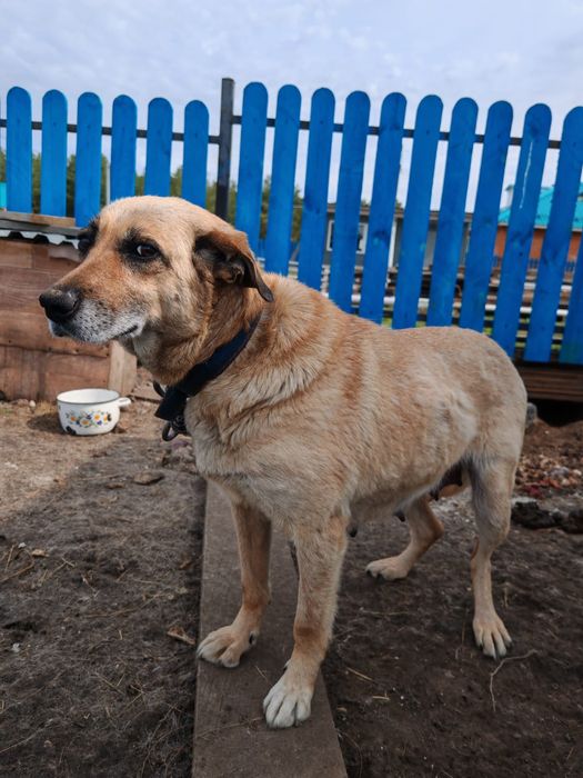 Добрая собака в хорошие руки