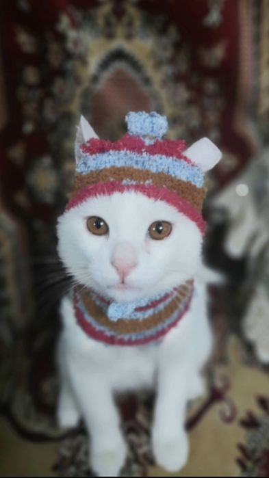 Отдам даром кота Барсик