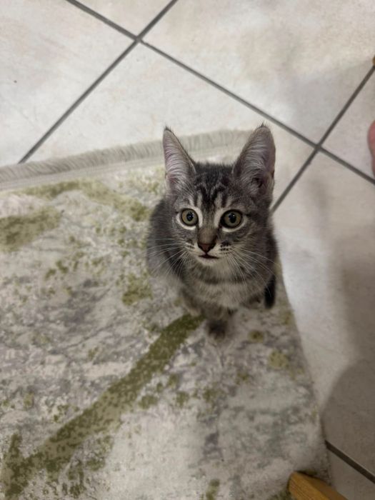 Котенок мальчик
