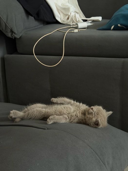 Шотландский котенок-мальчик