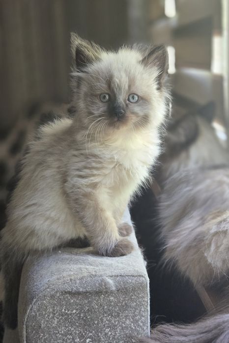 Продаются сиамские котята