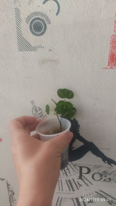 Продам пассифлоры