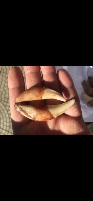 Клыки Волка и Медведя