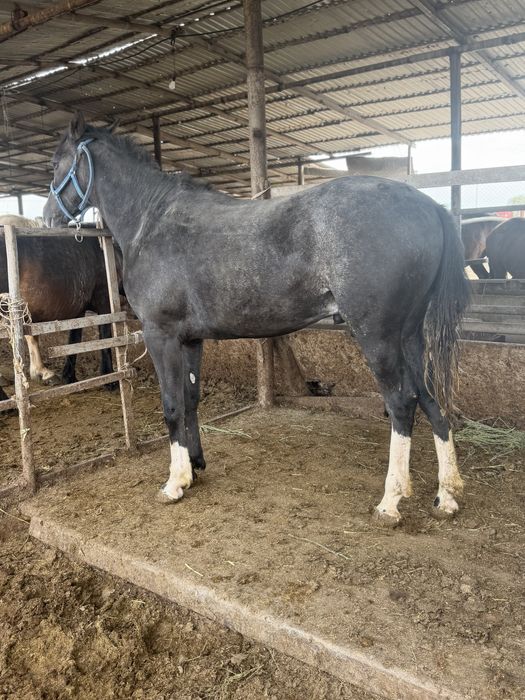 Сыйлыққа Тай Құнан англо араб