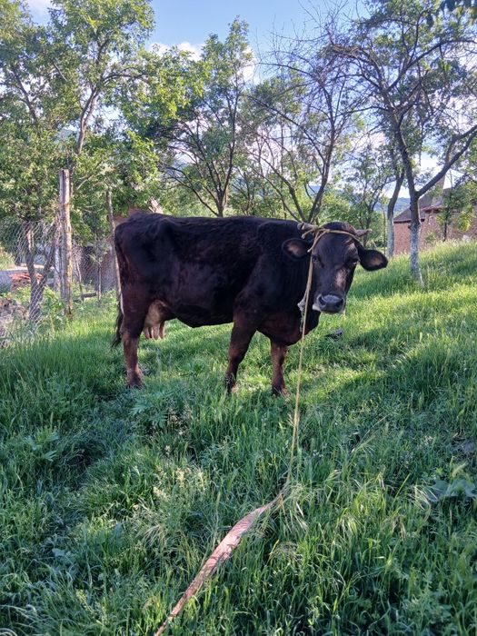 Vând vaca  de 1 luna jumate fata