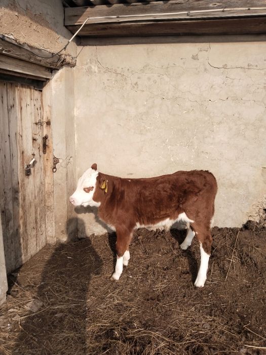 Корова с телёноком 900.000