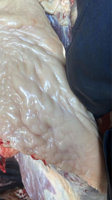 Продаем мясо конины ТАЙ,БИЕ, БАЙТАЛ