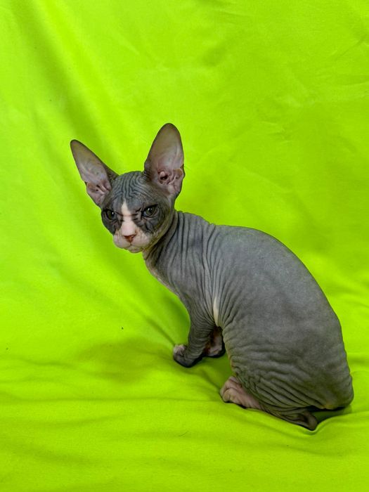 Красивая кошечка