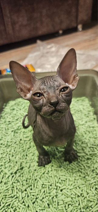 ПРОДАЮ Котенок Сфинкс