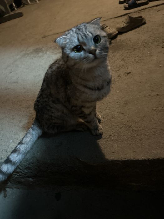 Кошка шадтланская вислаухая