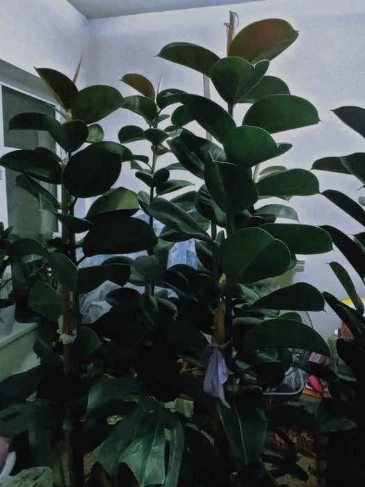 Фикус (кора шахзода) гуллари 4 йиллик узунлиги 2 метр атрофида