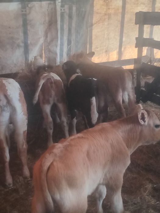 Vand vitei și vitele batate