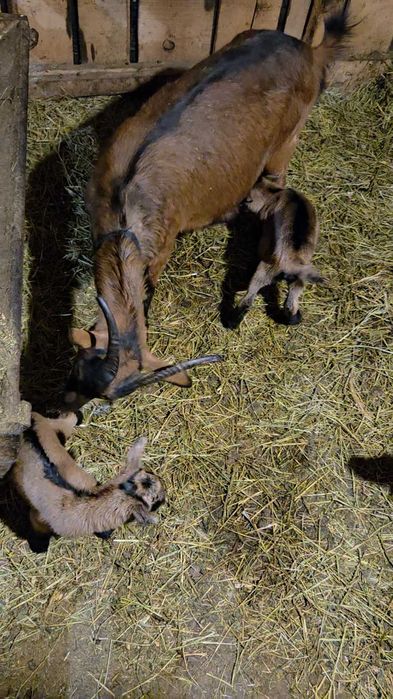 Țap alpin francez de vânzare