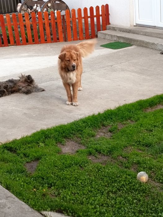 Donez câine foarte cuminte și prietenos cu oamenii nu este agresiv