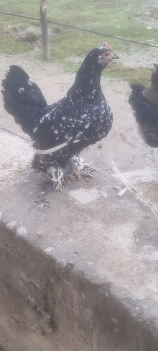 Yapon tovuq xoʻrozla sotiladi 100000migdan