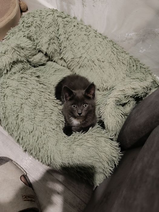 Отдам котенка девочку