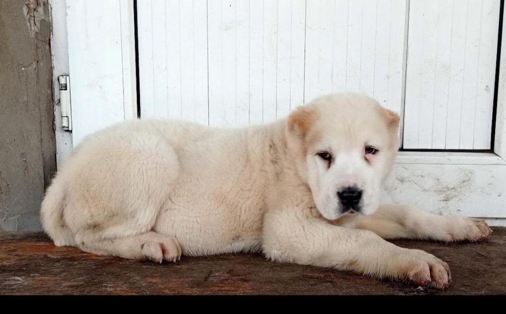 Щенки САО Алабай