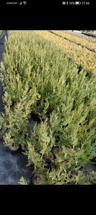 Лейланди 70 см цена 10 лв брой