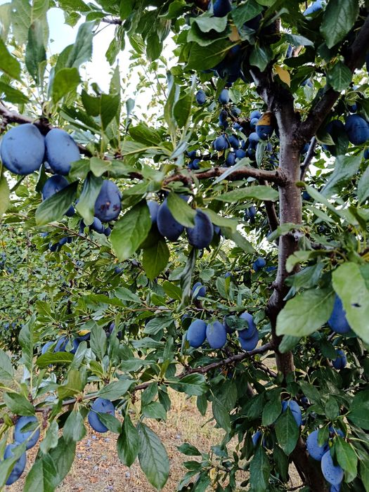 Prune de masa și tuica