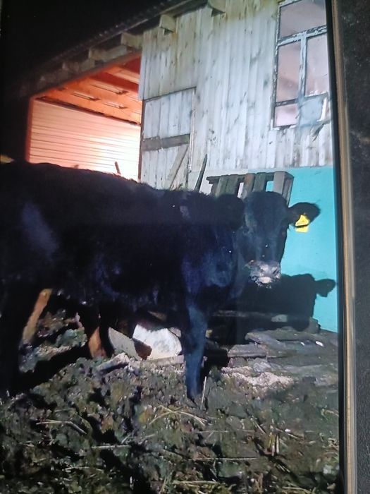 Продам тёлочек..